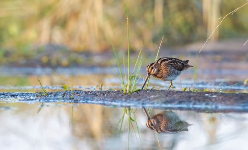 Bird perching on a lake