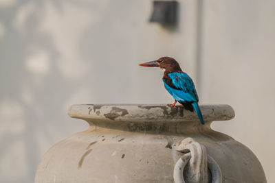 Close-up of bird perching on wood