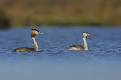 Ducks swimming in lake