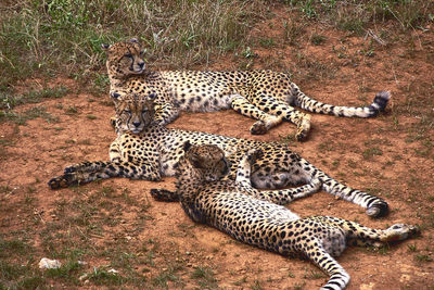 animal