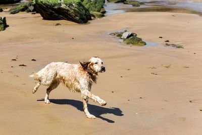 Wet english setter running at sandy beach