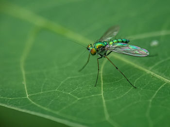 Close-up of fly on leaf