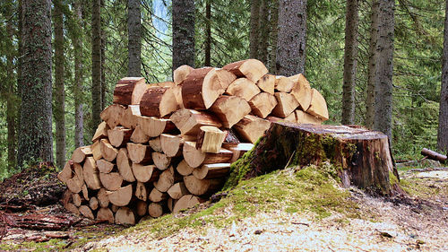 Stack of logs in forest