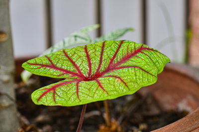 Beautiful caladium bicolor in garden