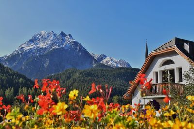 View of flowers on mountain against blue sky