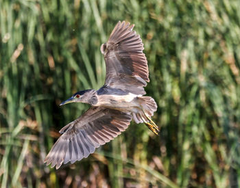 Close-up of bird flying