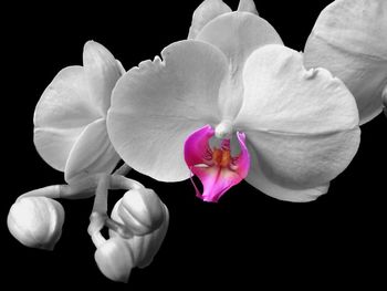 Close-up of white flower blooming against black background