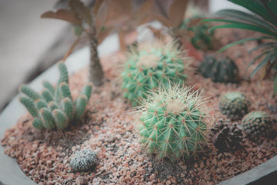 High angle view of succulent plant in pot