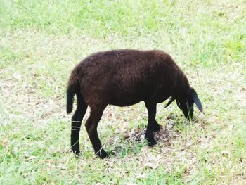 Horse grazing on field