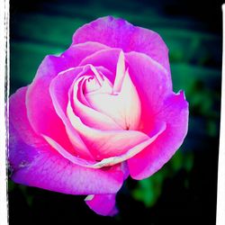 Close-up of pink rose