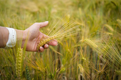 Woman's hand touches mature ears of wheat