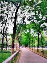 Road amidst trees against sky