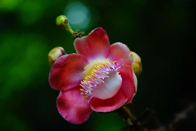 Close-up of pink flower