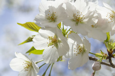 Close-up of white cherry blossoms on tree