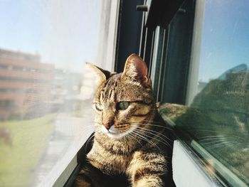 Close-up of a cat looking through window