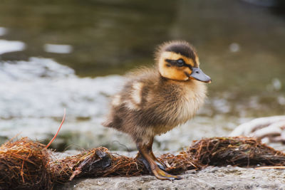 Close-up of bird by lake