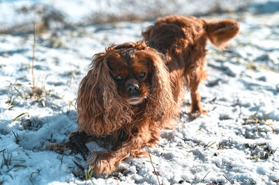 Brown dog in snow