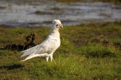 White bird on a field