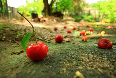 Close-up of strawberry on table