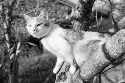 animal