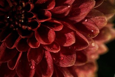 Close-up of red flower