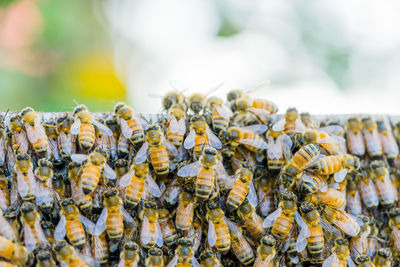 Close-up of bee on plant