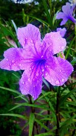 Close-up of wet purple flower