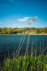 Scenic view of lake against blue sky