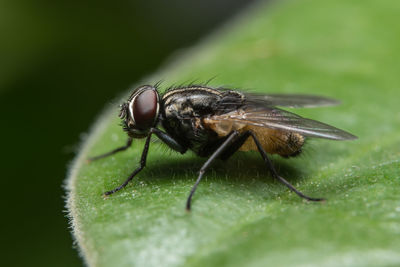 Close-up of housefly