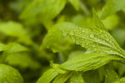 Rain drops on the plant, macro and close-up of the drops, rainy weather