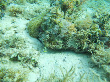 Close-up of coral reef in sea