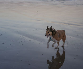 Dog running on beach