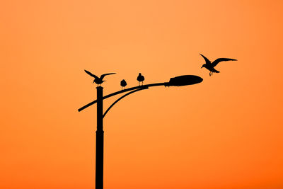 Low angle view of silhouette birds flying against orange sky