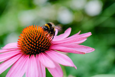 Close-up of honey bee pollinating on pink flower