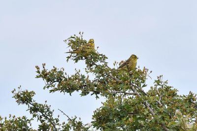 Low angle view of bird perching on tree against clear sky