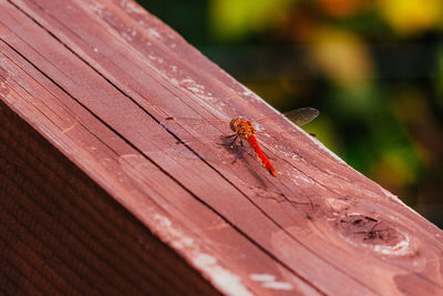 Close-up of bee on wood