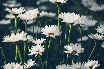 Close-up of white daisy flowers