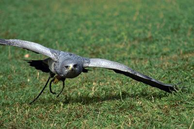 Close-up of a bird flying over field