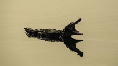 View of a turtle swimming in lake