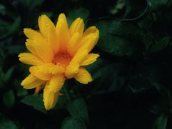 Close-up of yellow flower