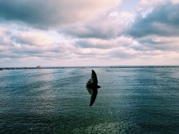 Bird swimming over sea against sky