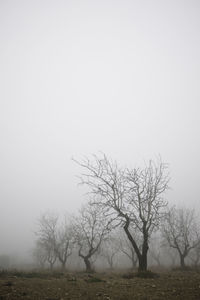Bare tree on field against clear sky