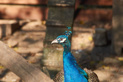 Close up portrait of a pavo cristatus, indian peafowl