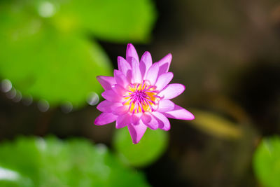 Close-up of pink flower