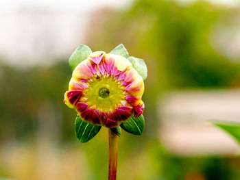 Close-up of flower blooming outdoors