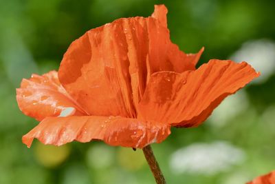 Close-up of orange flower
