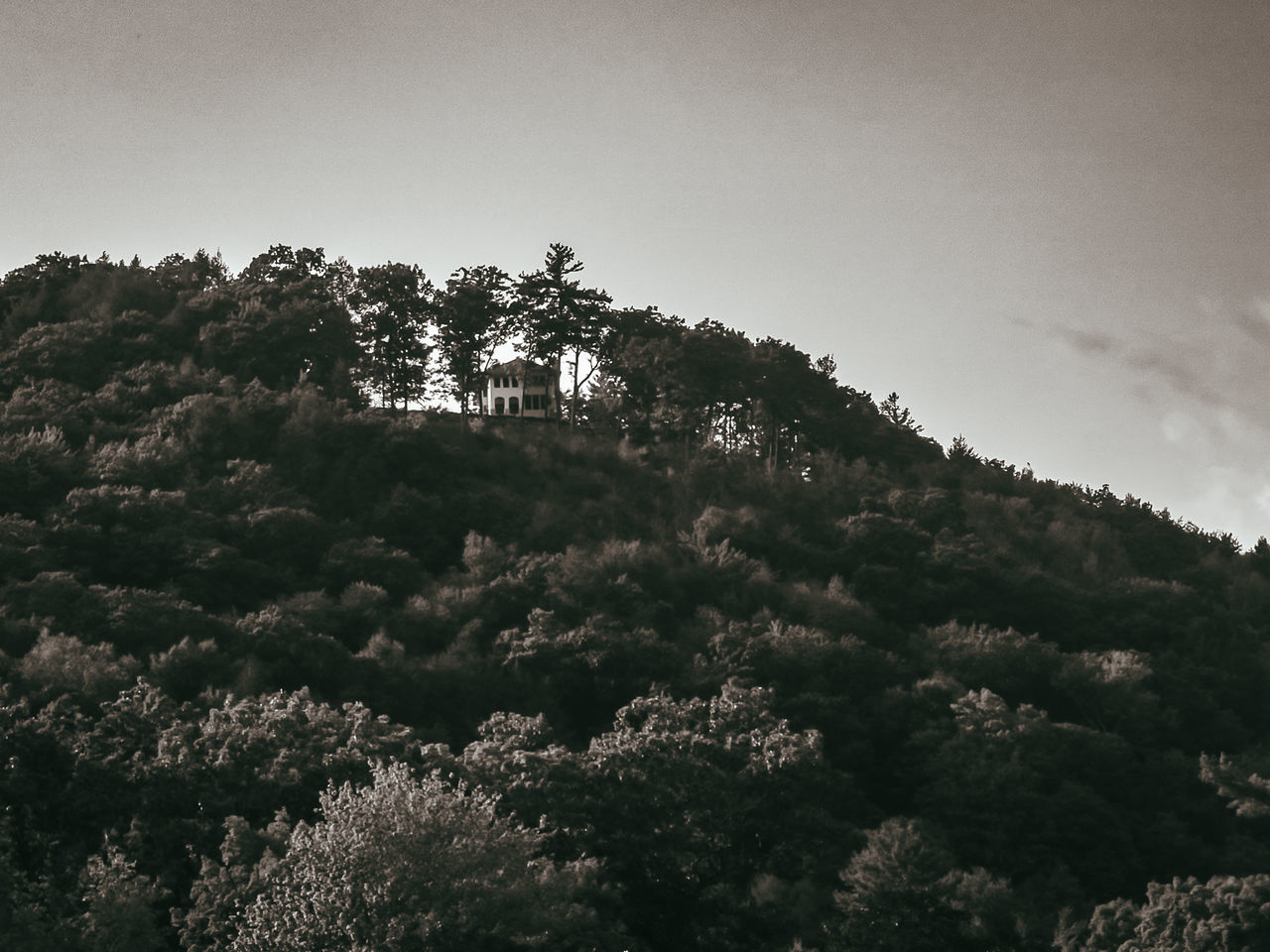 nature, tree, plant, hill, sky, darkness, environment, beauty in nature, land, monochrome, forest, no people, cloud, black and white, landscape, scenics - nature, pinaceae, coniferous tree, morning, horizon, tranquility, growth, outdoors, monochrome photography, pine tree, rural area, sunlight, pine woodland, non-urban scene, travel, tranquil scene, travel destinations, leaf