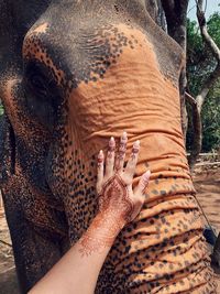 Cropped hand of woman touching elephant