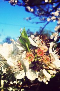 Close-up of white flowers