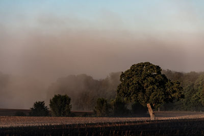 Trees on field against sky during foggy weather